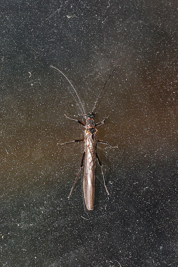 Unknown Stonefly (Order Plecoptera) Stonefly found inside a dwelling (on a window) at the edge of a dense mixed forest. Any ID help is much appreciated!<br />
<br />
This is my first stonefly observation! Geotagged,United States,Winter