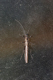 Unknown Stonefly (Order Plecoptera) Stonefly found inside a dwelling (on a window) at the edge of a dense mixed forest. Any ID help is much appreciated!

This is my first stonefly observation! Geotagged,United States,Winter