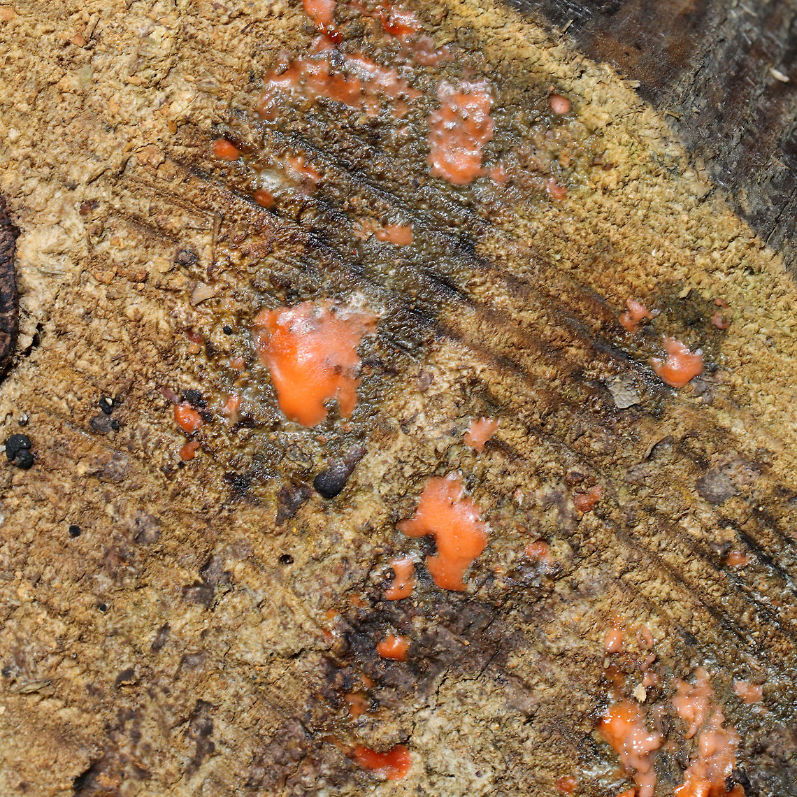 Slime Flux (Cryptococcus macerans + other species) Slime flux on a pine post/pole. Slime flux is a microbial mixture that usually occurs on the trunks of trees in Spring. When any remaining sap begins to flow, all sorts of hungry microbes jump at the opportunity for a meal.  Cryptococcus macerans happens to be the one often responsible for this orange color as it contains carotenoids. According to Erb Bailey, the following species may occur in a slime flux:<br />
<br />
Aureobasidium pullulans<br />
Barnettozyma populi<br />
Cryptococcus macerans<br />
Cryptococcus neoformans (melanin; brown, black)<br />
Epicoccum nigrum<br />
Fusarium acuminatum<br />
Fusarium merismoides var. chlamydosporale<br />
Fusicolla matuoi<br />
Fusicolla merismoides<br />
Geotrichum klebahnii<br />
Pichia scutulata<br />
Rhizopus sp.<br />
Saccharomyces cerevisiae<br />
Saccharomyces paradoxus<br />
Tausonia pullulans<br />
Wickerhamomyces alni<br />
Xanthophyllomyces dendrorhous<br />
Zygomycetes Cryptococcus macerans,Geotagged,United States,Winter