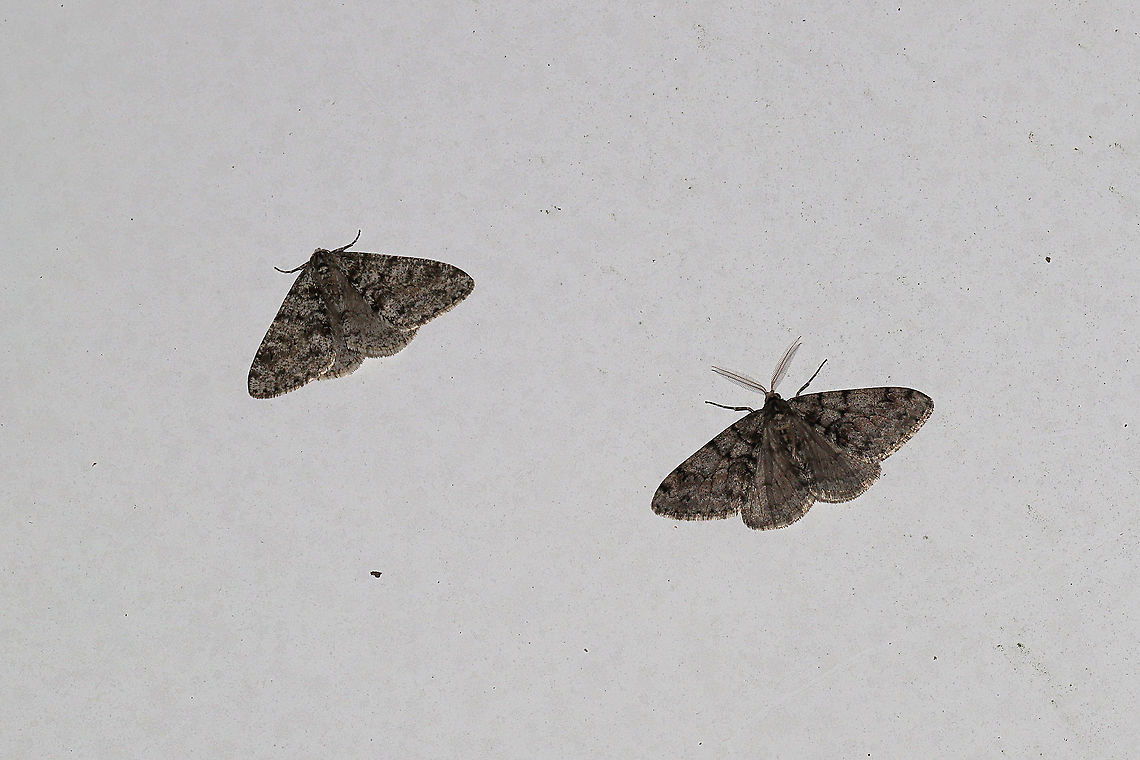Toothed Phigalia Moths (Phigalia denticulata) At porch lights at the edge of a dense mixed forest. During a warm front (74-75F). Geotagged,Phigalia denticulata,Toothed Phigalia Moth,United States,Winter