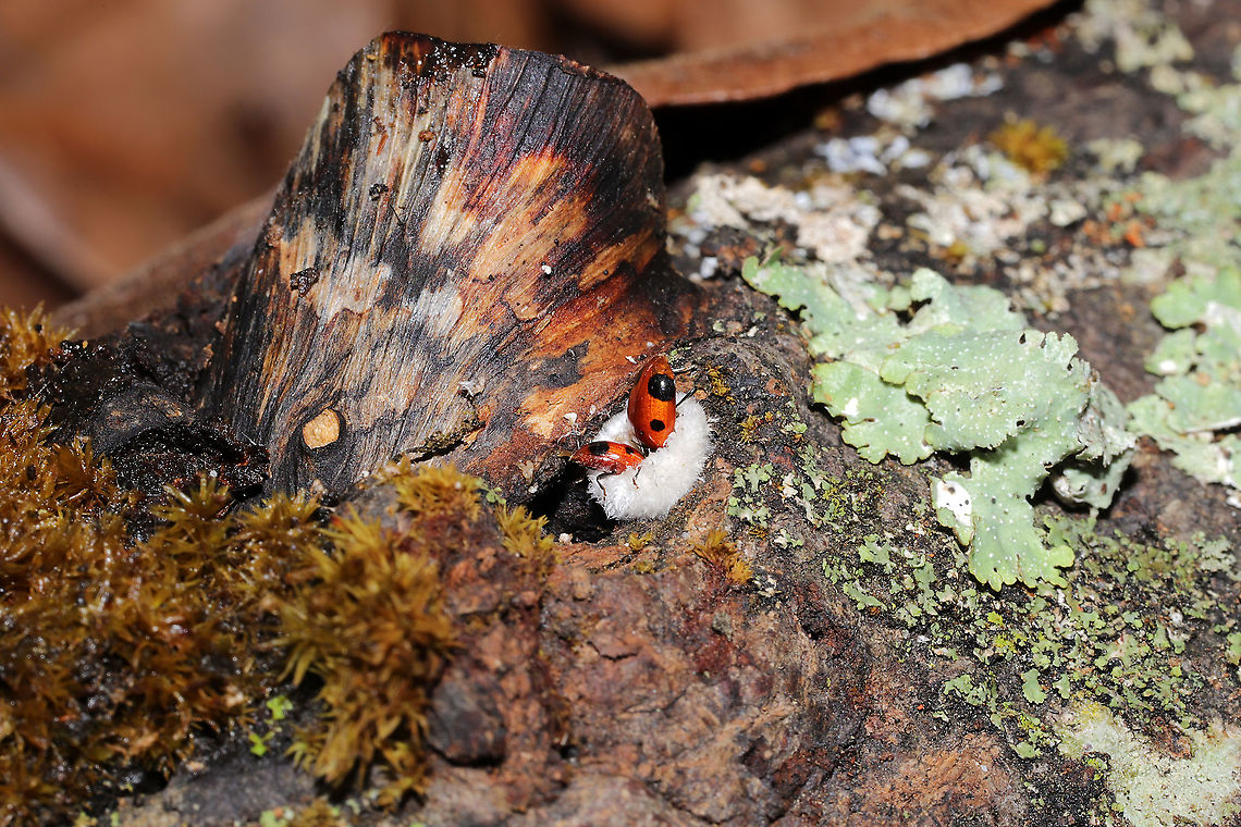 Handsome Fungus Beetles (Endomychus biguttatus) on Split-gill Fungus (Schizophyllum commune) These two beautiful beetles were enjoying themselves on a warm winter day in a dense mixed forest.<br />
<br />
Endomychus biguttatus reproduces and feeds on Schizophyllum commune, but there are records of it being found on Auricularia sp. and Fomitopsis betulina as well.<br />
<figure class="photo"><a href="https://www.jungledragon.com/image/89045/handsome_fungus_beetles_endomychus_biguttatus_on_split-gill_fungus_schizophyllum_commune.html" title="Handsome Fungus Beetles (Endomychus biguttatus) on Split-gill Fungus (Schizophyllum commune)"><img src="https://s3.amazonaws.com/media.jungledragon.com/images/3231/89045_thumb.jpg?AWSAccessKeyId=05GMT0V3GWVNE7GGM1R2&Expires=1767225610&Signature=8HvAuXgYS59El23FWVsS9ZpMIzo%3D" width="200" height="134" alt="Handsome Fungus Beetles (Endomychus biguttatus) on Split-gill Fungus (Schizophyllum commune) These two beautiful beetles were enjoying themselves on a warm winter day in a dense mixed forest.<br />
<br />
Endomychus biguttatus reproduces and feeds on Schizophyllum commune, but there are records of it being found on Auricularia sp. and Fomitopsis betulina as well. <br />
https://www.jungledragon.com/image/89044/handsome_fungus_beetle_endomychus_biguttatus_on_split-gill_fungus_schizophyllum_commune.html Endomychus biguttatus,Geotagged,Handsome Fungus Beetle,United States,Winter" /></a></figure> Endomychus biguttatus,Geotagged,Handsome Fungus Beetle,United States,Winter