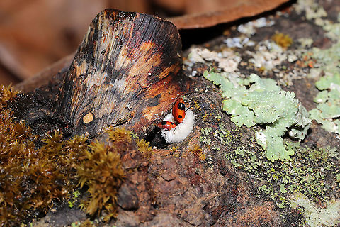 Handsome Fungus Beetles (Endomychus biguttatus) on Split-gill Fungus (Schizophyllum commune) These two beautiful beetles were enjoying themselves on a warm winter day in a dense mixed forest.

Endomychus biguttatus reproduces and feeds on Schizophyllum commune, but there are records of it being found on Auricularia sp. and Fomitopsis betulina as well.
https://www.jungledragon.com/image/89045/handsome_fungus_beetle_endomychus_biguttatus_on_split-gill_fungus_schizophyllum_commune.html Endomychus biguttatus,Geotagged,Handsome Fungus Beetle,United States,Winter