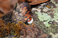 Handsome Fungus Beetles (Endomychus biguttatus) on Split-gill Fungus (Schizophyllum commune) These two beautiful beetles were enjoying themselves on a warm winter day in a dense mixed forest.<br />
<br />
Endomychus biguttatus reproduces and feeds on Schizophyllum commune, but there are records of it being found on Auricularia sp. and Fomitopsis betulina as well.<br />
https://www.jungledragon.com/image/89045/handsome_fungus_beetle_endomychus_biguttatus_on_split-gill_fungus_schizophyllum_commune.html Endomychus biguttatus,Geotagged,Handsome Fungus Beetle,United States,Winter