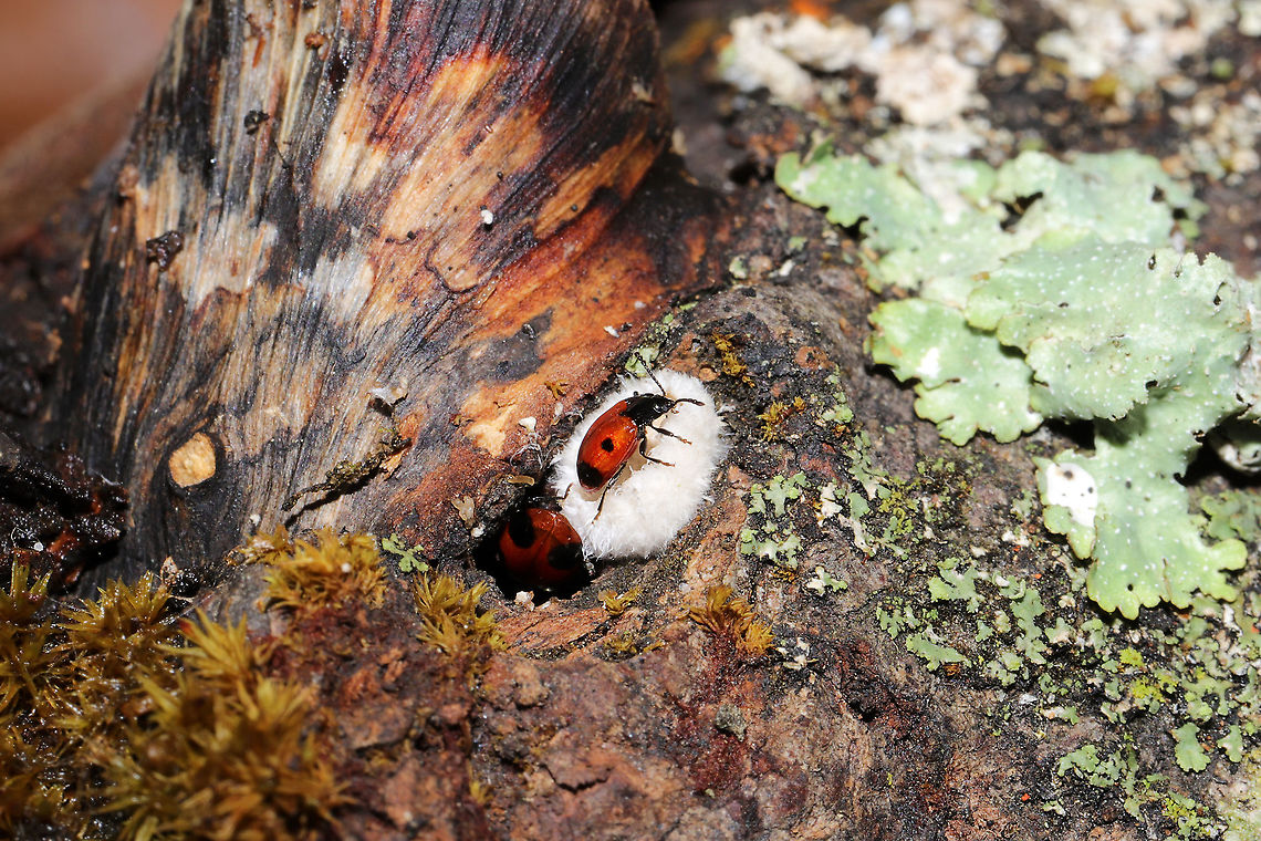 Handsome Fungus Beetles (Endomychus biguttatus) on Split-gill Fungus (Schizophyllum commune) These two beautiful beetles were enjoying themselves on a warm winter day in a dense mixed forest.<br />
<br />
Endomychus biguttatus reproduces and feeds on Schizophyllum commune, but there are records of it being found on Auricularia sp. and Fomitopsis betulina as well. <br />
<figure class="photo"><a href="https://www.jungledragon.com/image/89044/handsome_fungus_beetles_endomychus_biguttatus_on_split-gill_fungus_schizophyllum_commune.html" title="Handsome Fungus Beetles (Endomychus biguttatus) on Split-gill Fungus (Schizophyllum commune)"><img src="https://s3.amazonaws.com/media.jungledragon.com/images/3231/89044_thumb.jpg?AWSAccessKeyId=05GMT0V3GWVNE7GGM1R2&Expires=1759968010&Signature=jK1kj9%2FDhHPeihWCDkdqqmhzzX8%3D" width="200" height="134" alt="Handsome Fungus Beetles (Endomychus biguttatus) on Split-gill Fungus (Schizophyllum commune) These two beautiful beetles were enjoying themselves on a warm winter day in a dense mixed forest.<br />
<br />
Endomychus biguttatus reproduces and feeds on Schizophyllum commune, but there are records of it being found on Auricularia sp. and Fomitopsis betulina as well.<br />
https://www.jungledragon.com/image/89045/handsome_fungus_beetle_endomychus_biguttatus_on_split-gill_fungus_schizophyllum_commune.html Endomychus biguttatus,Geotagged,Handsome Fungus Beetle,United States,Winter" /></a></figure> Endomychus biguttatus,Geotagged,Handsome Fungus Beetle,United States,Winter
