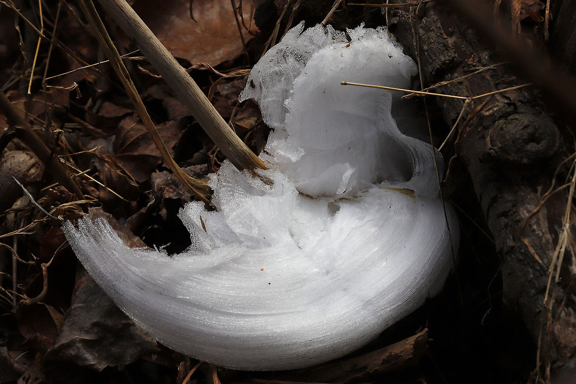 Frost Flowers on Frostweed (Verbesina virginica) I was driving on to our land after my weekly trip to the grocery store when I spotted what I thought was white plastic trash on our forested dirt roadside. Flustered and angry that the local hunters had made a mess, I stopped my car and stormed out to pick up the offensive "litter." Little did I know that what I saw was not litter at all. I was delighted to find the elusive "frost flower" instead! Frostweed (Verbesina virginica) gets its common name from an unusual phenomenon that USUALLY occurs with the first freezing temperatures of the year. The cell walls of stems burst under freezing conditions and form these unique ice formations. This was not our first freeze, so I thought that I had missed my opportunity to see this phenomenon for the first time! What a welcome surprise on a bitter morning! Gordon County, Georgia, US. January 22, 2020.<br />
<br />
Note: I included a photo to show you what Frostweed looks like when in bloom in the summer months!<br />
<figure class="photo"><a href="https://www.jungledragon.com/image/66277/frostweed_verbesina_virginica.html" title="Frostweed (Verbesina virginica)"><img src="https://s3.amazonaws.com/media.jungledragon.com/images/3231/66277_thumb.jpg?AWSAccessKeyId=05GMT0V3GWVNE7GGM1R2&Expires=1769040010&Signature=7np2Q6q3Jf4LWNG195n9lNWOwFk%3D" width="200" height="134" alt="Frostweed (Verbesina virginica) At the edge of a dense mixed hardwood/coniferous forest.<br />
<br />
This plant gets its common name from an unusual phenomenon that occurs with the first freezing temperatures of the year. The cell walls of stems burst under freezing conditions and form unique ice formations called frost flowers!<br />
<br />
Watch this cool Youtube video of them forming:<br />
https://youtu.be/mBnXHgAyaVg Geotagged,Summer,United States,Verbesina virginica" /></a></figure><br />
<figure class="photo"><a href="https://www.jungledragon.com/image/89061/frost_flowers_on_frostweed_verbesina_virginica.html" title="Frost Flowers on Frostweed (Verbesina virginica)"><img src="https://s3.amazonaws.com/media.jungledragon.com/images/3231/89061_thumb.jpg?AWSAccessKeyId=05GMT0V3GWVNE7GGM1R2&Expires=1769040010&Signature=swL6XSCCUa6%2FIzHK6r1gUA6ENxI%3D" width="200" height="134" alt="Frost Flowers on Frostweed (Verbesina virginica) I was driving on to our land after my weekly trip to the grocery store when I spotted what I thought was white plastic trash on our forested dirt roadside. Flustered and angry that the local hunters had made a mess, I stopped my car and stormed out to pick up the offensive "litter." Little did I know that what I saw was not litter at all. I was delighted to find the elusive "frost flower" instead! Frostweed (Verbesina virginica) gets its common name from an unusual phenomenon that USUALLY occurs with the first freezing temperatures of the year. The cell walls of stems burst under freezing conditions and form these unique ice formations. This was not our first freeze, so I thought that I had missed my opportunity to see this phenomenon for the first time! What a welcome surprise on a bitter morning! Gordon County, Georgia, US. January 22, 2020.<br />
<br />
Note: I included a photo to show you what Frostweed looks like when in bloom in the summer months!<br />
https://www.jungledragon.com/image/66277/frostweed_verbesina_virginica.html<br />
https://www.jungledragon.com/image/89061/frost_flowers_on_frostweed_verbesina_virginica.html<br />
https://www.jungledragon.com/image/89060/frost_flowers_on_frostweed_verbesina_virginica.html Frostweed,Geotagged,United States,Verbesina virginica,Winter" /></a></figure><br />
<figure class="photo"><a href="https://www.jungledragon.com/image/89060/frost_flowers_on_frostweed_verbesina_virginica.html" title="Frost Flowers on Frostweed (Verbesina virginica)"><img src="https://s3.amazonaws.com/media.jungledragon.com/images/3231/89060_thumb.jpg?AWSAccessKeyId=05GMT0V3GWVNE7GGM1R2&Expires=1769040010&Signature=6kn1nCycNDTT7y231DBsvf05jIg%3D" width="200" height="134" alt="Frost Flowers on Frostweed (Verbesina virginica) I was driving on to our land after my weekly trip to the grocery store when I spotted what I thought was white plastic trash on our forested dirt roadside. Flustered and angry that the local hunters had made a mess, I stopped my car and stormed out to pick up the offensive "litter." Little did I know that what I saw was not litter at all. I was delighted to find the elusive "frost flower" instead! Frostweed (Verbesina virginica) gets its common name from an unusual phenomenon that USUALLY occurs with the first freezing temperatures of the year. The cell walls of stems burst under freezing conditions and form these unique ice formations. This was not our first freeze, so I thought that I had missed my opportunity to see this phenomenon for the first time! What a welcome surprise on a bitter morning! Gordon County, Georgia, US. January 22, 2020.<br />
<br />
Note: I included a photo to show you what Frostweed looks like when in bloom in the summer months!<br />
https://www.jungledragon.com/image/66277/frostweed_verbesina_virginica.html<br />
<br />
https://www.jungledragon.com/image/89061/frost_flowers_on_frostweed_verbesina_virginica.html<br />
https://www.jungledragon.com/image/89059/frost_flowers_on_frostweed_verbesina_virginica.html Frostweed,Geotagged,United States,Verbesina virginica,Winter" /></a></figure> Frostweed,Geotagged,United States,Verbesina virginica,Winter