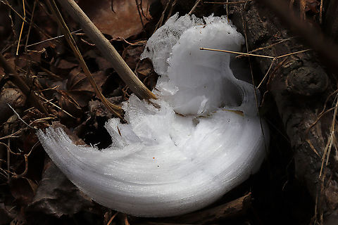 Frost Flowers on Frostweed (Verbesina virginica) I was driving on to our land after my weekly trip to the grocery store when I spotted what I thought was white plastic trash on our forested dirt roadside. Flustered and angry that the local hunters had made a mess, I stopped my car and stormed out to pick up the offensive "litter." Little did I know that what I saw was not litter at all. I was delighted to find the elusive "frost flower" instead! Frostweed (Verbesina virginica) gets its common name from an unusual phenomenon that USUALLY occurs with the first freezing temperatures of the year. The cell walls of stems burst under freezing conditions and form these unique ice formations. This was not our first freeze, so I thought that I had missed my opportunity to see this phenomenon for the first time! What a welcome surprise on a bitter morning! Gordon County, Georgia, US. January 22, 2020.

Note: I included a photo to show you what Frostweed looks like when in bloom in the summer months!
https://www.jungledragon.com/image/66277/frostweed_verbesina_virginica.html
https://www.jungledragon.com/image/89061/frost_flowers_on_frostweed_verbesina_virginica.html
https://www.jungledragon.com/image/89060/frost_flowers_on_frostweed_verbesina_virginica.html Frostweed,Geotagged,United States,Verbesina virginica,Winter
