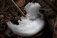 Frost Flowers on Frostweed (Verbesina virginica) I was driving on to our land after my weekly trip to the grocery store when I spotted what I thought was white plastic trash on our forested dirt roadside. Flustered and angry that the local hunters had made a mess, I stopped my car and stormed out to pick up the offensive "litter." Little did I know that what I saw was not litter at all. I was delighted to find the elusive "frost flower" instead! Frostweed (Verbesina virginica) gets its common name from an unusual phenomenon that USUALLY occurs with the first freezing temperatures of the year. The cell walls of stems burst under freezing conditions and form these unique ice formations. This was not our first freeze, so I thought that I had missed my opportunity to see this phenomenon for the first time! What a welcome surprise on a bitter morning! Gordon County, Georgia, US. January 22, 2020.<br />
<br />
Note: I included a photo to show you what Frostweed looks like when in bloom in the summer months!<br />
https://www.jungledragon.com/image/66277/frostweed_verbesina_virginica.html<br />
https://www.jungledragon.com/image/89061/frost_flowers_on_frostweed_verbesina_virginica.html<br />
https://www.jungledragon.com/image/89060/frost_flowers_on_frostweed_verbesina_virginica.html Frostweed,Geotagged,United States,Verbesina virginica,Winter