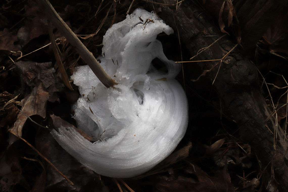 Frost Flowers on Frostweed (Verbesina virginica) I was driving on to our land after my weekly trip to the grocery store when I spotted what I thought was white plastic trash on our forested dirt roadside. Flustered and angry that the local hunters had made a mess, I stopped my car and stormed out to pick up the offensive "litter." Little did I know that what I saw was not litter at all. I was delighted to find the elusive "frost flower" instead! Frostweed (Verbesina virginica) gets its common name from an unusual phenomenon that USUALLY occurs with the first freezing temperatures of the year. The cell walls of stems burst under freezing conditions and form these unique ice formations. This was not our first freeze, so I thought that I had missed my opportunity to see this phenomenon for the first time! What a welcome surprise on a bitter morning! Gordon County, Georgia, US. January 22, 2020.<br />
<br />
Note: I included a photo to show you what Frostweed looks like when in bloom in the summer months!<br />
<figure class="photo"><a href="https://www.jungledragon.com/image/66277/frostweed_verbesina_virginica.html" title="Frostweed (Verbesina virginica)"><img src="https://s3.amazonaws.com/media.jungledragon.com/images/3231/66277_thumb.jpg?AWSAccessKeyId=05GMT0V3GWVNE7GGM1R2&Expires=1759968010&Signature=HP1nlfrwQszmcPkCSloEwXNkTXA%3D" width="200" height="134" alt="Frostweed (Verbesina virginica) At the edge of a dense mixed hardwood/coniferous forest.<br />
<br />
This plant gets its common name from an unusual phenomenon that occurs with the first freezing temperatures of the year. The cell walls of stems burst under freezing conditions and form unique ice formations called frost flowers!<br />
<br />
Watch this cool Youtube video of them forming:<br />
https://youtu.be/mBnXHgAyaVg Geotagged,Summer,United States,Verbesina virginica" /></a></figure><br />
<br />
<figure class="photo"><a href="https://www.jungledragon.com/image/89061/frost_flowers_on_frostweed_verbesina_virginica.html" title="Frost Flowers on Frostweed (Verbesina virginica)"><img src="https://s3.amazonaws.com/media.jungledragon.com/images/3231/89061_thumb.jpg?AWSAccessKeyId=05GMT0V3GWVNE7GGM1R2&Expires=1759968010&Signature=K0tog6%2FgNoCOz0KkdpS%2FH66BZyE%3D" width="200" height="134" alt="Frost Flowers on Frostweed (Verbesina virginica) I was driving on to our land after my weekly trip to the grocery store when I spotted what I thought was white plastic trash on our forested dirt roadside. Flustered and angry that the local hunters had made a mess, I stopped my car and stormed out to pick up the offensive "litter." Little did I know that what I saw was not litter at all. I was delighted to find the elusive "frost flower" instead! Frostweed (Verbesina virginica) gets its common name from an unusual phenomenon that USUALLY occurs with the first freezing temperatures of the year. The cell walls of stems burst under freezing conditions and form these unique ice formations. This was not our first freeze, so I thought that I had missed my opportunity to see this phenomenon for the first time! What a welcome surprise on a bitter morning! Gordon County, Georgia, US. January 22, 2020.<br />
<br />
Note: I included a photo to show you what Frostweed looks like when in bloom in the summer months!<br />
https://www.jungledragon.com/image/66277/frostweed_verbesina_virginica.html<br />
https://www.jungledragon.com/image/89061/frost_flowers_on_frostweed_verbesina_virginica.html<br />
https://www.jungledragon.com/image/89060/frost_flowers_on_frostweed_verbesina_virginica.html Frostweed,Geotagged,United States,Verbesina virginica,Winter" /></a></figure><br />
<figure class="photo"><a href="https://www.jungledragon.com/image/89059/frost_flowers_on_frostweed_verbesina_virginica.html" title="Frost Flowers on Frostweed (Verbesina virginica)"><img src="https://s3.amazonaws.com/media.jungledragon.com/images/3231/89059_thumb.jpg?AWSAccessKeyId=05GMT0V3GWVNE7GGM1R2&Expires=1759968010&Signature=6URFvB%2F4Va%2BXi43IQimEgkU%2F0iQ%3D" width="200" height="134" alt="Frost Flowers on Frostweed (Verbesina virginica) I was driving on to our land after my weekly trip to the grocery store when I spotted what I thought was white plastic trash on our forested dirt roadside. Flustered and angry that the local hunters had made a mess, I stopped my car and stormed out to pick up the offensive "litter." Little did I know that what I saw was not litter at all. I was delighted to find the elusive "frost flower" instead! Frostweed (Verbesina virginica) gets its common name from an unusual phenomenon that USUALLY occurs with the first freezing temperatures of the year. The cell walls of stems burst under freezing conditions and form these unique ice formations. This was not our first freeze, so I thought that I had missed my opportunity to see this phenomenon for the first time! What a welcome surprise on a bitter morning! Gordon County, Georgia, US. January 22, 2020.<br />
<br />
Note: I included a photo to show you what Frostweed looks like when in bloom in the summer months!<br />
https://www.jungledragon.com/image/66277/frostweed_verbesina_virginica.html<br />
https://www.jungledragon.com/image/89061/frost_flowers_on_frostweed_verbesina_virginica.html<br />
https://www.jungledragon.com/image/89060/frost_flowers_on_frostweed_verbesina_virginica.html Frostweed,Geotagged,United States,Verbesina virginica,Winter" /></a></figure> Frostweed,Geotagged,United States,Verbesina virginica,Winter