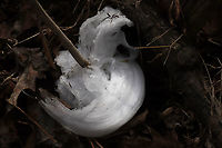 Frost Flowers on Frostweed (Verbesina virginica) I was driving on to our land after my weekly trip to the grocery store when I spotted what I thought was white plastic trash on our forested dirt roadside. Flustered and angry that the local hunters had made a mess, I stopped my car and stormed out to pick up the offensive "litter." Little did I know that what I saw was not litter at all. I was delighted to find the elusive "frost flower" instead! Frostweed (Verbesina virginica) gets its common name from an unusual phenomenon that USUALLY occurs with the first freezing temperatures of the year. The cell walls of stems burst under freezing conditions and form these unique ice formations. This was not our first freeze, so I thought that I had missed my opportunity to see this phenomenon for the first time! What a welcome surprise on a bitter morning! Gordon County, Georgia, US. January 22, 2020.<br />
<br />
Note: I included a photo to show you what Frostweed looks like when in bloom in the summer months!<br />
https://www.jungledragon.com/image/66277/frostweed_verbesina_virginica.html<br />
<br />
https://www.jungledragon.com/image/89061/frost_flowers_on_frostweed_verbesina_virginica.html<br />
https://www.jungledragon.com/image/89059/frost_flowers_on_frostweed_verbesina_virginica.html Frostweed,Geotagged,United States,Verbesina virginica,Winter