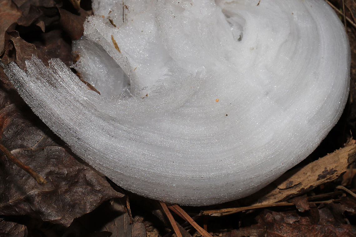 Frost Flowers on Frostweed (Verbesina virginica) I was driving on to our land after my weekly trip to the grocery store when I spotted what I thought was white plastic trash on our forested dirt roadside. Flustered and angry that the local hunters had made a mess, I stopped my car and stormed out to pick up the offensive "litter." Little did I know that what I saw was not litter at all. I was delighted to find the elusive "frost flower" instead! Frostweed (Verbesina virginica) gets its common name from an unusual phenomenon that USUALLY occurs with the first freezing temperatures of the year. The cell walls of stems burst under freezing conditions and form these unique ice formations. This was not our first freeze, so I thought that I had missed my opportunity to see this phenomenon for the first time! What a welcome surprise on a bitter morning! Gordon County, Georgia, US. January 22, 2020.<br />
<br />
Note: I included a photo to show you what Frostweed looks like when in bloom in the summer months!<br />
<figure class="photo"><a href="https://www.jungledragon.com/image/66277/frostweed_verbesina_virginica.html" title="Frostweed (Verbesina virginica)"><img src="https://s3.amazonaws.com/media.jungledragon.com/images/3231/66277_thumb.jpg?AWSAccessKeyId=05GMT0V3GWVNE7GGM1R2&Expires=1759968010&Signature=HP1nlfrwQszmcPkCSloEwXNkTXA%3D" width="200" height="134" alt="Frostweed (Verbesina virginica) At the edge of a dense mixed hardwood/coniferous forest.<br />
<br />
This plant gets its common name from an unusual phenomenon that occurs with the first freezing temperatures of the year. The cell walls of stems burst under freezing conditions and form unique ice formations called frost flowers!<br />
<br />
Watch this cool Youtube video of them forming:<br />
https://youtu.be/mBnXHgAyaVg Geotagged,Summer,United States,Verbesina virginica" /></a></figure><br />
<figure class="photo"><a href="https://www.jungledragon.com/image/89061/frost_flowers_on_frostweed_verbesina_virginica.html" title="Frost Flowers on Frostweed (Verbesina virginica)"><img src="https://s3.amazonaws.com/media.jungledragon.com/images/3231/89061_thumb.jpg?AWSAccessKeyId=05GMT0V3GWVNE7GGM1R2&Expires=1759968010&Signature=K0tog6%2FgNoCOz0KkdpS%2FH66BZyE%3D" width="200" height="134" alt="Frost Flowers on Frostweed (Verbesina virginica) I was driving on to our land after my weekly trip to the grocery store when I spotted what I thought was white plastic trash on our forested dirt roadside. Flustered and angry that the local hunters had made a mess, I stopped my car and stormed out to pick up the offensive "litter." Little did I know that what I saw was not litter at all. I was delighted to find the elusive "frost flower" instead! Frostweed (Verbesina virginica) gets its common name from an unusual phenomenon that USUALLY occurs with the first freezing temperatures of the year. The cell walls of stems burst under freezing conditions and form these unique ice formations. This was not our first freeze, so I thought that I had missed my opportunity to see this phenomenon for the first time! What a welcome surprise on a bitter morning! Gordon County, Georgia, US. January 22, 2020.<br />
<br />
Note: I included a photo to show you what Frostweed looks like when in bloom in the summer months!<br />
https://www.jungledragon.com/image/66277/frostweed_verbesina_virginica.html<br />
https://www.jungledragon.com/image/89061/frost_flowers_on_frostweed_verbesina_virginica.html<br />
https://www.jungledragon.com/image/89060/frost_flowers_on_frostweed_verbesina_virginica.html Frostweed,Geotagged,United States,Verbesina virginica,Winter" /></a></figure><br />
<figure class="photo"><a href="https://www.jungledragon.com/image/89060/frost_flowers_on_frostweed_verbesina_virginica.html" title="Frost Flowers on Frostweed (Verbesina virginica)"><img src="https://s3.amazonaws.com/media.jungledragon.com/images/3231/89060_thumb.jpg?AWSAccessKeyId=05GMT0V3GWVNE7GGM1R2&Expires=1759968010&Signature=SjkYiDJQEihRXgKDX%2BYYhr61IYU%3D" width="200" height="134" alt="Frost Flowers on Frostweed (Verbesina virginica) I was driving on to our land after my weekly trip to the grocery store when I spotted what I thought was white plastic trash on our forested dirt roadside. Flustered and angry that the local hunters had made a mess, I stopped my car and stormed out to pick up the offensive "litter." Little did I know that what I saw was not litter at all. I was delighted to find the elusive "frost flower" instead! Frostweed (Verbesina virginica) gets its common name from an unusual phenomenon that USUALLY occurs with the first freezing temperatures of the year. The cell walls of stems burst under freezing conditions and form these unique ice formations. This was not our first freeze, so I thought that I had missed my opportunity to see this phenomenon for the first time! What a welcome surprise on a bitter morning! Gordon County, Georgia, US. January 22, 2020.<br />
<br />
Note: I included a photo to show you what Frostweed looks like when in bloom in the summer months!<br />
https://www.jungledragon.com/image/66277/frostweed_verbesina_virginica.html<br />
<br />
https://www.jungledragon.com/image/89061/frost_flowers_on_frostweed_verbesina_virginica.html<br />
https://www.jungledragon.com/image/89059/frost_flowers_on_frostweed_verbesina_virginica.html Frostweed,Geotagged,United States,Verbesina virginica,Winter" /></a></figure> Frostweed,Geotagged,United States,Verbesina virginica,Winter