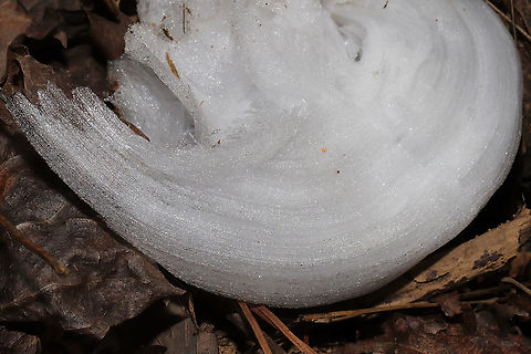 Frost Flowers on Frostweed (Verbesina virginica) I was driving on to our land after my weekly trip to the grocery store when I spotted what I thought was white plastic trash on our forested dirt roadside. Flustered and angry that the local hunters had made a mess, I stopped my car and stormed out to pick up the offensive "litter." Little did I know that what I saw was not litter at all. I was delighted to find the elusive "frost flower" instead! Frostweed (Verbesina virginica) gets its common name from an unusual phenomenon that USUALLY occurs with the first freezing temperatures of the year. The cell walls of stems burst under freezing conditions and form these unique ice formations. This was not our first freeze, so I thought that I had missed my opportunity to see this phenomenon for the first time! What a welcome surprise on a bitter morning! Gordon County, Georgia, US. January 22, 2020.

Note: I included a photo to show you what Frostweed looks like when in bloom in the summer months!
https://www.jungledragon.com/image/66277/frostweed_verbesina_virginica.html
https://www.jungledragon.com/image/89061/frost_flowers_on_frostweed_verbesina_virginica.html
https://www.jungledragon.com/image/89060/frost_flowers_on_frostweed_verbesina_virginica.html Frostweed,Geotagged,United States,Verbesina virginica,Winter
