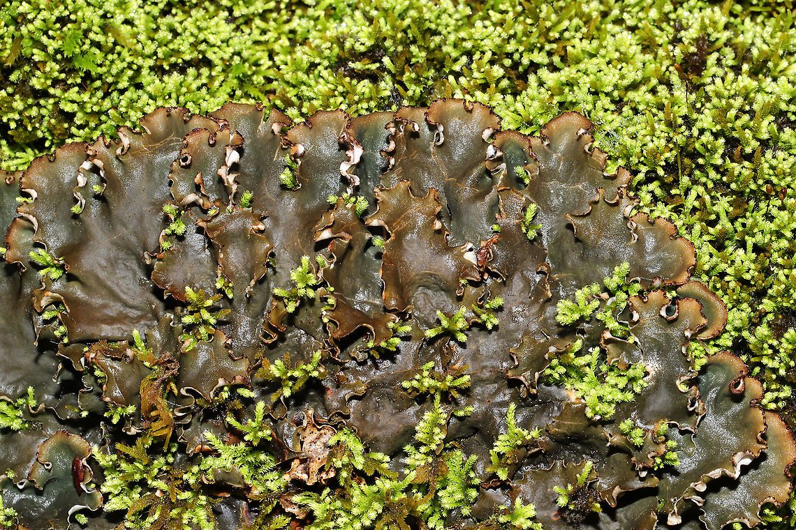 Scaly Pelt Lichen (Peltigera praetextata) Lichen growing on a mossy rock outcrop at the edge of a forest trail (near a wetland). <br />
<figure class="photo"><a href="https://www.jungledragon.com/image/89120/scaly_pelt_lichen_peltigera_praetextata-closeup_of_rhizines.html" title="Scaly Pelt Lichen (Peltigera praetextata)-Closeup of Rhizines"><img src="https://s3.amazonaws.com/media.jungledragon.com/images/3231/89120_thumb.jpg?AWSAccessKeyId=05GMT0V3GWVNE7GGM1R2&Expires=1759968010&Signature=O2lhfSgL%2BvsLw9GbPObS1FioHOk%3D" width="200" height="134" alt="Scaly Pelt Lichen (Peltigera praetextata)-Closeup of Rhizines Lichen growing on a mossy rock outcrop at the edge of a forest trail (near a wetland). <br />
https://www.jungledragon.com/image/89119/scaly_pelt_lichen_peltigera_praetextata.html<br />
https://www.jungledragon.com/image/89121/scaly_pelt_lichen_peltigera_praetextata.html Geotagged,Peltigera praetextata,United States,Winter" /></a></figure><br />
<figure class="photo"><a href="https://www.jungledragon.com/image/89121/scaly_pelt_lichen_peltigera_praetextata-closeup_of_rhizines_beneath.html" title="Scaly Pelt Lichen (Peltigera praetextata)-Closeup of Rhizines Beneath"><img src="https://s3.amazonaws.com/media.jungledragon.com/images/3231/89121_thumb.jpg?AWSAccessKeyId=05GMT0V3GWVNE7GGM1R2&Expires=1759968010&Signature=zpi5WdeM5eoq0aIKDgQ6Zn1qcJ0%3D" width="200" height="134" alt="Scaly Pelt Lichen (Peltigera praetextata)-Closeup of Rhizines Beneath Lichen growing on a mossy rock outcrop at the edge of a forest trail (near a wetland). <br />
https://www.jungledragon.com/image/89119/scaly_pelt_lichen_peltigera_praetextata.html<br />
https://www.jungledragon.com/image/89120/scaly_pelt_lichen_peltigera_praetextata.html Geotagged,Peltigera praetextata,United States,Winter" /></a></figure> Geotagged,Peltigera praetextata,United States,Winter