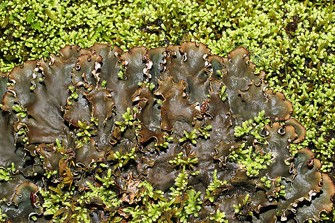 Scaly Pelt Lichen (Peltigera praetextata) Lichen growing on a mossy rock outcrop at the edge of a forest trail (near a wetland). 
https://www.jungledragon.com/image/89120/scaly_pelt_lichen_peltigera_praetextata.html
https://www.jungledragon.com/image/89121/scaly_pelt_lichen_peltigera_praetextata.html Geotagged,Peltigera praetextata,United States,Winter