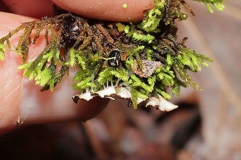 Scaly Pelt Lichen (Peltigera praetextata)-Closeup of Rhizines Lichen growing on a mossy rock outcrop at the edge of a forest trail (near a wetland). 
https://www.jungledragon.com/image/89119/scaly_pelt_lichen_peltigera_praetextata.html
https://www.jungledragon.com/image/89121/scaly_pelt_lichen_peltigera_praetextata.html Geotagged,Peltigera praetextata,United States,Winter