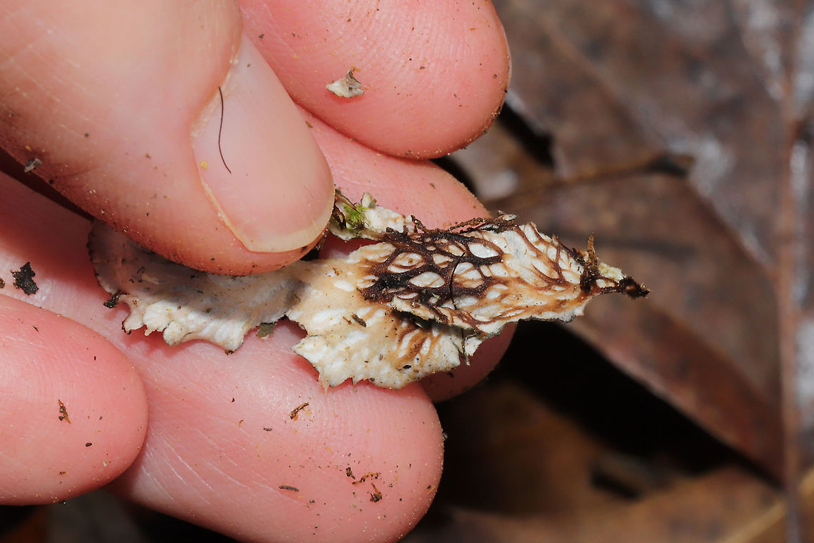 Scaly Pelt Lichen (Peltigera praetextata)-Closeup of Rhizines Beneath Lichen growing on a mossy rock outcrop at the edge of a forest trail (near a wetland). <br />
<figure class="photo"><a href="https://www.jungledragon.com/image/89119/scaly_pelt_lichen_peltigera_praetextata.html" title="Scaly Pelt Lichen (Peltigera praetextata)"><img src="https://s3.amazonaws.com/media.jungledragon.com/images/3231/89119_thumb.jpg?AWSAccessKeyId=05GMT0V3GWVNE7GGM1R2&Expires=1767225610&Signature=dmDeJq4rrnTWQRSgdoy7rukX33U%3D" width="200" height="134" alt="Scaly Pelt Lichen (Peltigera praetextata) Lichen growing on a mossy rock outcrop at the edge of a forest trail (near a wetland). <br />
https://www.jungledragon.com/image/89120/scaly_pelt_lichen_peltigera_praetextata.html<br />
https://www.jungledragon.com/image/89121/scaly_pelt_lichen_peltigera_praetextata.html Geotagged,Peltigera praetextata,United States,Winter" /></a></figure><br />
<figure class="photo"><a href="https://www.jungledragon.com/image/89120/scaly_pelt_lichen_peltigera_praetextata-closeup_of_rhizines.html" title="Scaly Pelt Lichen (Peltigera praetextata)-Closeup of Rhizines"><img src="https://s3.amazonaws.com/media.jungledragon.com/images/3231/89120_thumb.jpg?AWSAccessKeyId=05GMT0V3GWVNE7GGM1R2&Expires=1767225610&Signature=idziYcTNOgjvquvUyhiYcuuK0Iw%3D" width="200" height="134" alt="Scaly Pelt Lichen (Peltigera praetextata)-Closeup of Rhizines Lichen growing on a mossy rock outcrop at the edge of a forest trail (near a wetland). <br />
https://www.jungledragon.com/image/89119/scaly_pelt_lichen_peltigera_praetextata.html<br />
https://www.jungledragon.com/image/89121/scaly_pelt_lichen_peltigera_praetextata.html Geotagged,Peltigera praetextata,United States,Winter" /></a></figure> Geotagged,Peltigera praetextata,United States,Winter