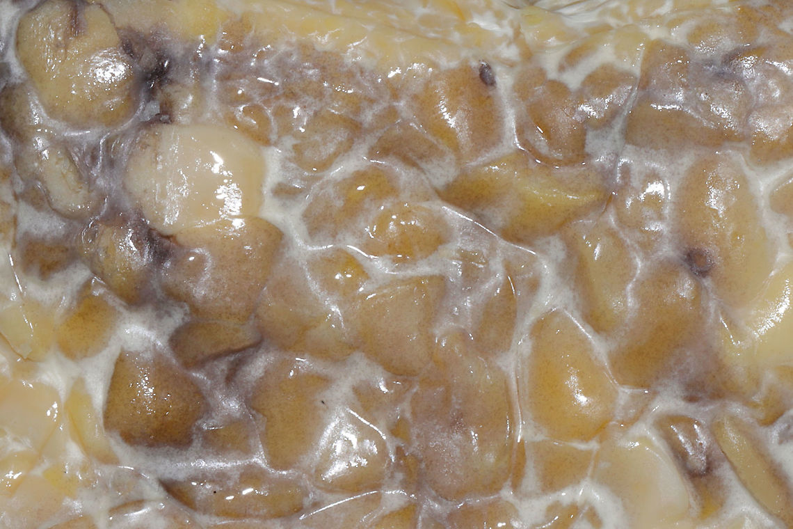 Rhizopus oligosporus on Tempeh I saw that Christine was posting food mold/fungi, so I thought it would be interesting to add a fungus that is used to make tempeh, a fermented soybean food. <br />
<br />
Ferdy, if this isn&#039;t allowed, feel free to tip me off. I just find it interesting that there are so many fungi/bacteria out there that are necessary for food production! Geotagged,Rhizoporus oligosporus,United States,Winter