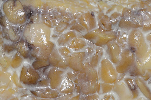 Rhizoporus oligosporus