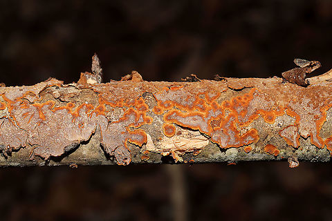 Oak Curtain Crust Fungus (Hymenochaete rubiginosa) Dried up specimen on a fallen oak branch in a dense mixed forest. Mostly resupinate but some shelf and cup like formations seen. Some of the "cups" appear fuzzy.
Turns black immediately on contact with KOH. Setae are visible under microscope. 
My microscope is officially dying (it didn't survive the move), so it looks like I'm in the market for a new one (hopefully with a camera attachment). For an idea of what I saw:
http://www.centrodeestudiosmicologicosasturianos.org/wp-content/uploads/2018/09/Hymenochaete-rubiginosa.-Micrografía.-Cotobello-Aller-31-VIII-2018-Betula-celtiberica-1.jpg
https://www.jungledragon.com/image/89317/oak_curtain_crust_fungus_hymenochaete_rubiginosa.html Geotagged,Hymenochaete rubiginosa,Oak Curtain Crust,United States,Winter