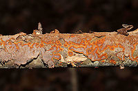 Oak Curtain Crust Fungus (Hymenochaete rubiginosa) Dried up specimen on a fallen oak branch in a dense mixed forest. Mostly resupinate but some shelf and cup like formations seen. Some of the "cups" appear fuzzy.<br />
Turns black immediately on contact with KOH. Setae are visible under microscope. <br />
My microscope is officially dying (it didn't survive the move), so it looks like I'm in the market for a new one (hopefully with a camera attachment). For an idea of what I saw:<br />
http://www.centrodeestudiosmicologicosasturianos.org/wp-content/uploads/2018/09/Hymenochaete-rubiginosa.-Micrografía.-Cotobello-Aller-31-VIII-2018-Betula-celtiberica-1.jpg<br />
https://www.jungledragon.com/image/89317/oak_curtain_crust_fungus_hymenochaete_rubiginosa.html Geotagged,Hymenochaete rubiginosa,Oak Curtain Crust,United States,Winter