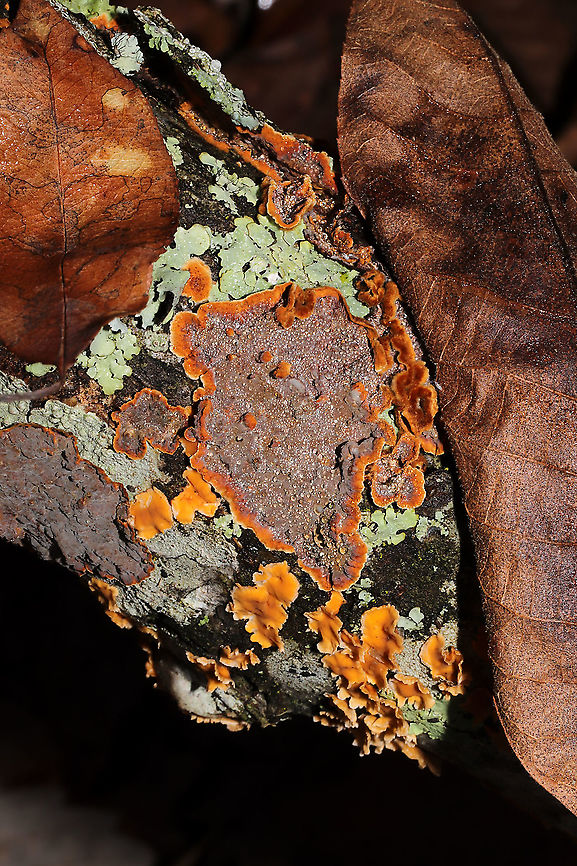 Oak Curtain Crust Fungus (Hymenochaete rubiginosa) Tentative ID, but I&#039;m fairly confident. <br />
Fresh specimen on a fallen oak branch in a dense mixed forest. Almost fully resupinate. Young edges are quite fuzzy.<br />
Turns black immediately on contact with KOH. Setae are visible under microscope. <br />
My microscope is officially dying (it didn&#039;t survive the move), so it looks like I&#039;m in the market for a new one (hopefully with a camera attachment). For an idea of what I saw:<br />
<a href="http://www.centrodeestudiosmicologicosasturianos.org/wp-content/uploads/2018/09/Hymenochaete-rubiginosa.-Micrograf&iacute;a.-Cotobello-Aller-31-VIII-2018-Betula-celtiberica-1.jpg" rel="nofollow">http://www.centrodeestudiosmicologicosasturianos.org/wp-content/uploads/2018/09/Hymenochaete-rubiginosa.-Micrograf&iacute;a.-Cotobello-Aller-31-VIII-2018-Betula-celtiberica-1.jpg</a><br />
<figure class="photo"><a href="https://www.jungledragon.com/image/89316/oak_curtain_crust_fungus_hymenochaete_rubiginosa.html" title="Oak Curtain Crust Fungus (Hymenochaete rubiginosa)"><img src="https://s3.amazonaws.com/media.jungledragon.com/images/3231/89316_thumb.jpg?AWSAccessKeyId=05GMT0V3GWVNE7GGM1R2&Expires=1759968010&Signature=hjdqxMgT6yn03TVmSstLXm2qkTo%3D" width="200" height="134" alt="Oak Curtain Crust Fungus (Hymenochaete rubiginosa) Dried up specimen on a fallen oak branch in a dense mixed forest. Mostly resupinate but some shelf and cup like formations seen. Some of the &quot;cups&quot; appear fuzzy.<br />
Turns black immediately on contact with KOH. Setae are visible under microscope. <br />
My microscope is officially dying (it didn&#039;t survive the move), so it looks like I&#039;m in the market for a new one (hopefully with a camera attachment). For an idea of what I saw:<br />
http://www.centrodeestudiosmicologicosasturianos.org/wp-content/uploads/2018/09/Hymenochaete-rubiginosa.-Micrograf&iacute;a.-Cotobello-Aller-31-VIII-2018-Betula-celtiberica-1.jpg<br />
https://www.jungledragon.com/image/89317/oak_curtain_crust_fungus_hymenochaete_rubiginosa.html Geotagged,Hymenochaete rubiginosa,Oak Curtain Crust,United States,Winter" /></a></figure> Geotagged,Hymenochaete rubiginosa,Oak Curtain Crust,United States,Winter
