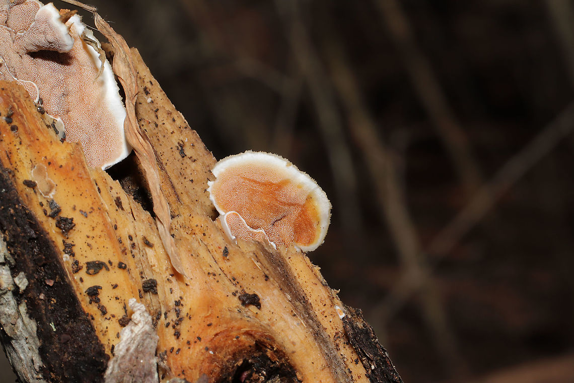 Bi-Colored Bracket (Gloeoporus dichrous) On rotting wood (partially decorticated) at the edge of a dense mixed forest. Stains quickly when scratched. I was having a bad day, so this is the only OKAY shot I got! Haha! Geotagged,Gloeoporus dichrous,United States,Winter
