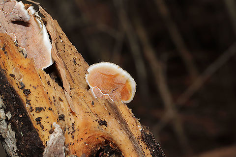 Bi-Colored Bracket (Gloeoporus dichrous) On rotting wood (partially decorticated) at the edge of a dense mixed forest. Stains quickly when scratched. I was having a bad day, so this is the only OKAY shot I got! Haha! Geotagged,Gloeoporus dichrous,United States,Winter