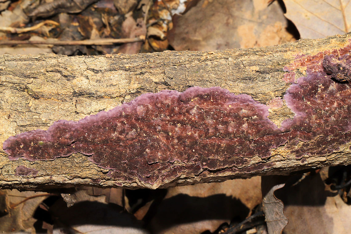 Phlebiopsis crassa Growing on hardwood at the edge of a dense mixed forest.<br />
<figure class="photo"><a href="https://www.jungledragon.com/image/89321/phlebiopsis_crassa.html" title="Phlebiopsis crassa"><img src="https://s3.amazonaws.com/media.jungledragon.com/images/3231/89321_thumb.jpg?AWSAccessKeyId=05GMT0V3GWVNE7GGM1R2&Expires=1759968010&Signature=LU8PHW%2Fv0T8nrbHHYdL9YWHS%2FZc%3D" width="200" height="134" alt="Phlebiopsis crassa Growing on hardwood at the edge of a dense mixed forest.<br />
https://www.jungledragon.com/image/89320/phlebiopsis_crassa.html Geotagged,Phlebiopsis crassa,United States,Winter" /></a></figure> Geotagged,Phlebiopsis crassa,United States,Winter