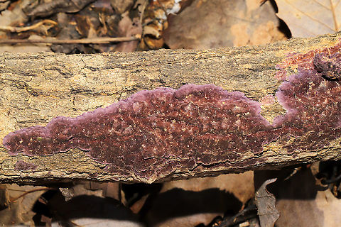 Phlebiopsis crassa Growing on hardwood at the edge of a dense mixed forest.
https://www.jungledragon.com/image/89321/phlebiopsis_crassa.html Geotagged,Phlebiopsis crassa,United States,Winter