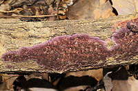 Phlebiopsis crassa Growing on hardwood at the edge of a dense mixed forest.<br />
https://www.jungledragon.com/image/89321/phlebiopsis_crassa.html Geotagged,Phlebiopsis crassa,United States,Winter