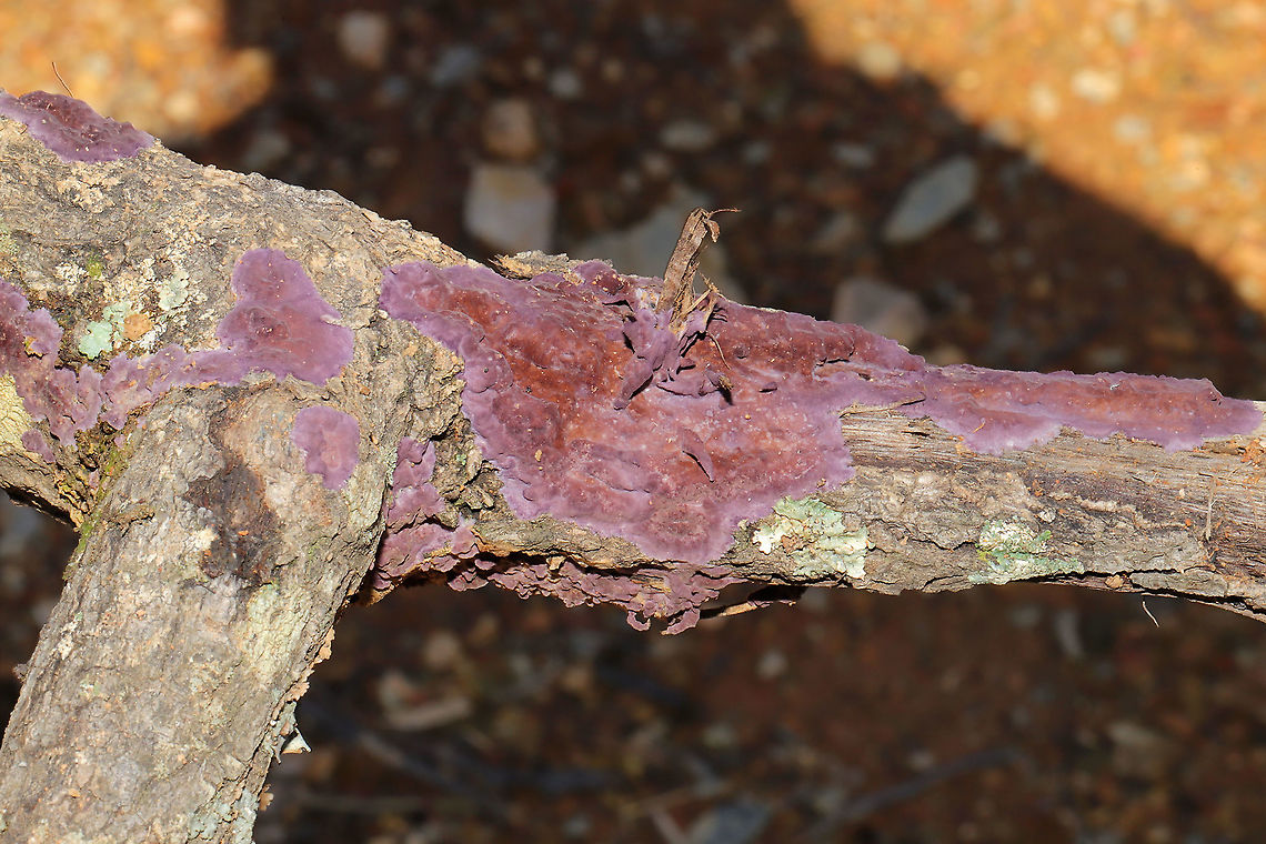 Phlebiopsis crassa Growing on hardwood at the edge of a dense mixed forest.<br />
<figure class="photo"><a href="https://www.jungledragon.com/image/89320/phlebiopsis_crassa.html" title="Phlebiopsis crassa"><img src="https://s3.amazonaws.com/media.jungledragon.com/images/3231/89320_thumb.jpg?AWSAccessKeyId=05GMT0V3GWVNE7GGM1R2&Expires=1759968010&Signature=fnZu3QrR11fjXTQ3qaKO%2BwGvM4A%3D" width="200" height="134" alt="Phlebiopsis crassa Growing on hardwood at the edge of a dense mixed forest.<br />
https://www.jungledragon.com/image/89321/phlebiopsis_crassa.html Geotagged,Phlebiopsis crassa,United States,Winter" /></a></figure> Geotagged,Phlebiopsis crassa,United States,Winter