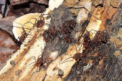Vonones sayi ID confirmed. A winter aggregation under a log in a moist mixed forest. 
https://www.jungledragon.com/image/89325/vonones_sayi.html Geotagged,United States,Vonones sayi,Winter