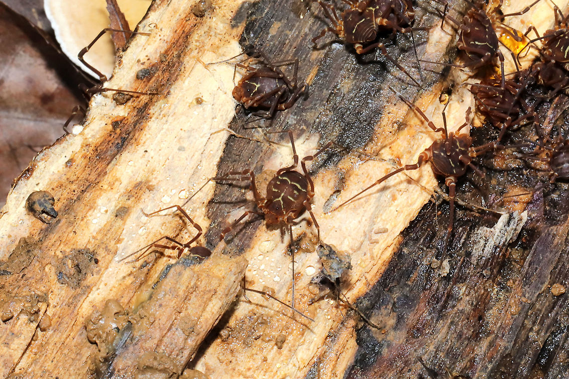 Vonones sayi ID confirmed. A winter aggregation under a log in a moist mixed forest. <br />
<figure class="photo"><a href="https://www.jungledragon.com/image/89324/vonones_sayi.html" title="Vonones sayi"><img src="https://s3.amazonaws.com/media.jungledragon.com/images/3231/89324_thumb.jpg?AWSAccessKeyId=05GMT0V3GWVNE7GGM1R2&Expires=1759968010&Signature=8GbTfp%2Fe1SfuAmO7q%2BurkUd2krw%3D" width="200" height="134" alt="Vonones sayi ID confirmed. A winter aggregation under a log in a moist mixed forest. <br />
https://www.jungledragon.com/image/89325/vonones_sayi.html Geotagged,United States,Vonones sayi,Winter" /></a></figure> Geotagged,United States,Vonones sayi,Winter