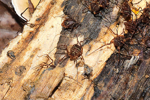 Vonones sayi ID confirmed. A winter aggregation under a log in a moist mixed forest. 
https://www.jungledragon.com/image/89324/vonones_sayi.html Geotagged,United States,Vonones sayi,Winter