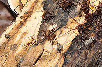 Vonones sayi ID confirmed. A winter aggregation under a log in a moist mixed forest. <br />
https://www.jungledragon.com/image/89324/vonones_sayi.html Geotagged,United States,Vonones sayi,Winter