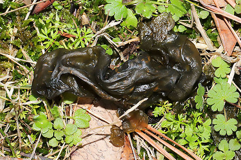 Star Jelly (Nostoc commune) I often find these green gelatinous masses in the grass and moss (especially after loads of rain). Near the edge of a mixed forest/wetland area. Cyanobacteria,Cyanobacterium,Geotagged,Nostoc commune,Star Jelly,United States,Winter
