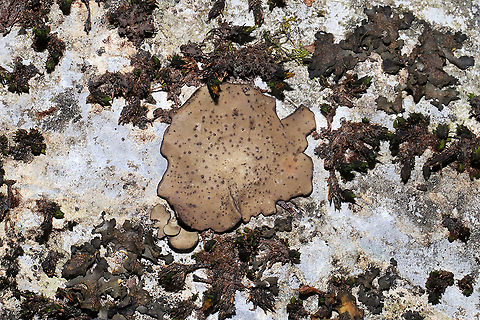 Dermatocarpon muhlenbergii  Growing on a stone outcrop in a forested area near a lake re-regulation reservoir. Dermatocarpon muhlenbergii,Geotagged,United States,Winter