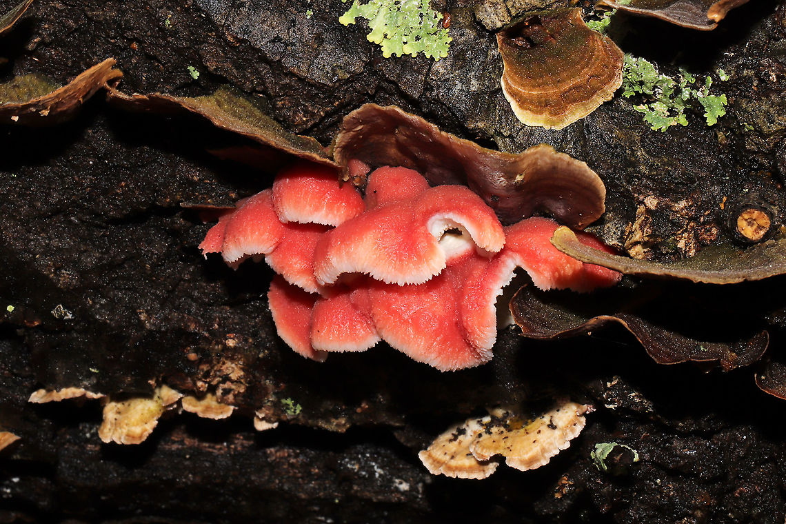 Coral-pink Merulius (Phlebia incarnata) Growing on a fallen (dead) white oak in a dense mixed forest. Growing alongside Stereum ostrea, Trichaptum sp., and Panellus stipticus.<br />
<figure class="photo"><a href="https://www.jungledragon.com/image/89395/coral-pink_merulius_phlebia_incarnata.html" title="Coral-pink Merulius (Phlebia incarnata)"><img src="https://s3.amazonaws.com/media.jungledragon.com/images/3231/89395_thumb.jpg?AWSAccessKeyId=05GMT0V3GWVNE7GGM1R2&Expires=1770854410&Signature=dg7fWlmhyjPmsZtIkcyZuqvW4fY%3D" width="200" height="134" alt="Coral-pink Merulius (Phlebia incarnata) Growing on a fallen (dead) white oak in a dense mixed forest. Growing alongside Stereum ostrea, Trichaptum sp., and Panellus stipticus. <br />
https://www.jungledragon.com/image/89394/coral-pink_merulius_phlebia_incarnata.html Geotagged,Phlebia incarnata,United States,Winter" /></a></figure> Geotagged,Phlebia incarnata,United States,Winter