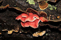 Coral-pink Merulius (Phlebia incarnata) Growing on a fallen (dead) white oak in a dense mixed forest. Growing alongside Stereum ostrea, Trichaptum sp., and Panellus stipticus.<br />
https://www.jungledragon.com/image/89395/coral-pink_merulius_phlebia_incarnata.html Geotagged,Phlebia incarnata,United States,Winter
