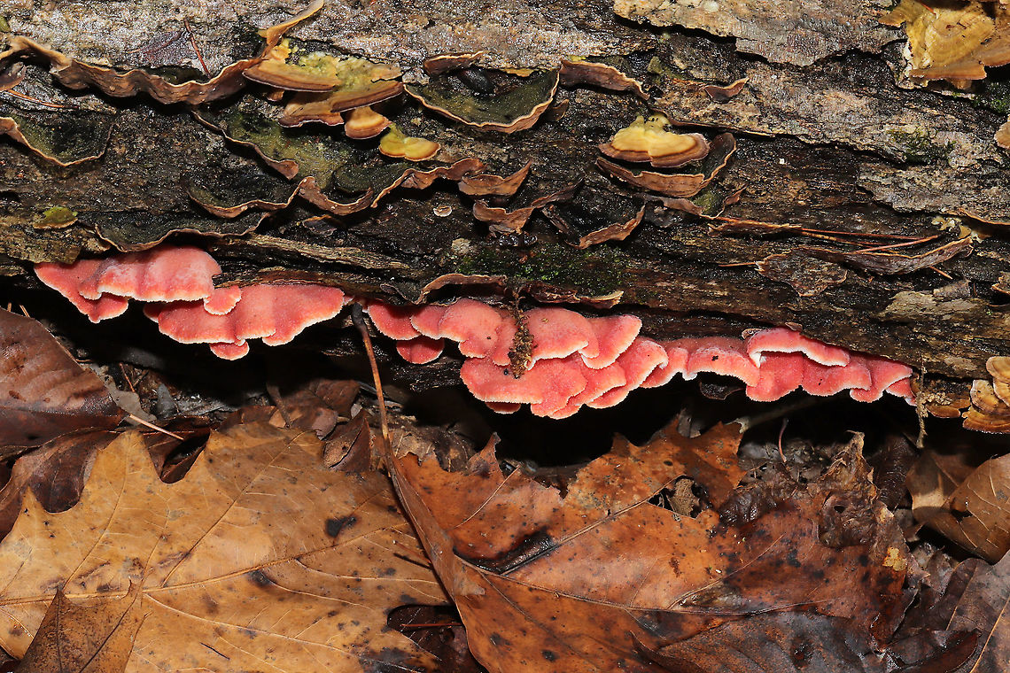 Coral-pink Merulius (Phlebia incarnata) Growing on a fallen (dead) white oak in a dense mixed forest. Growing alongside Stereum ostrea, Trichaptum sp., and Panellus stipticus. <br />
<figure class="photo"><a href="https://www.jungledragon.com/image/89394/coral-pink_merulius_phlebia_incarnata.html" title="Coral-pink Merulius (Phlebia incarnata)"><img src="https://s3.amazonaws.com/media.jungledragon.com/images/3231/89394_thumb.jpg?AWSAccessKeyId=05GMT0V3GWVNE7GGM1R2&Expires=1767225610&Signature=XycWoKR6HlxN6nfBpeZ0G41lAVk%3D" width="200" height="134" alt="Coral-pink Merulius (Phlebia incarnata) Growing on a fallen (dead) white oak in a dense mixed forest. Growing alongside Stereum ostrea, Trichaptum sp., and Panellus stipticus.<br />
https://www.jungledragon.com/image/89395/coral-pink_merulius_phlebia_incarnata.html Geotagged,Phlebia incarnata,United States,Winter" /></a></figure> Geotagged,Phlebia incarnata,United States,Winter