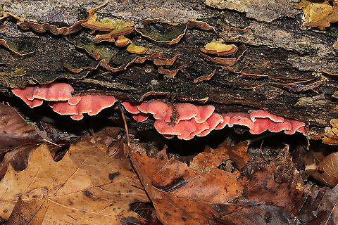 Coral-pink Merulius (Phlebia incarnata) Growing on a fallen (dead) white oak in a dense mixed forest. Growing alongside Stereum ostrea, Trichaptum sp., and Panellus stipticus. 
https://www.jungledragon.com/image/89394/coral-pink_merulius_phlebia_incarnata.html Geotagged,Phlebia incarnata,United States,Winter