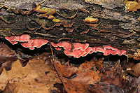 Coral-pink Merulius (Phlebia incarnata) Growing on a fallen (dead) white oak in a dense mixed forest. Growing alongside Stereum ostrea, Trichaptum sp., and Panellus stipticus. <br />
https://www.jungledragon.com/image/89394/coral-pink_merulius_phlebia_incarnata.html Geotagged,Phlebia incarnata,United States,Winter