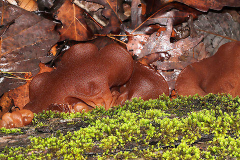 Wood Ears (Auricularia sp.) The largest wood ear mushrooms I've ever seen! Some up to ~16cm in width! Growing on a fallen oak tree in a dense mixed forest.

These have been collected and dried and will be used in soup this weekend! Geotagged,United States,Winter