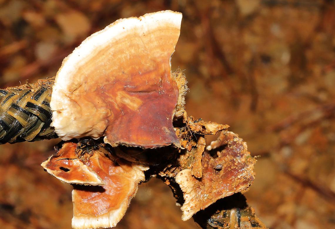 Stereum complicatum/Stereum hirsutum Group on an Abnormal Substrate Jason and I were outside tidying up around the camper, and I heard him calling my name from beside our shipping/storage container.  He found these fruiting bodies growing on a nylon rope. They were disturbed/broken a bit because he didn't realize they were there initially. There was no wood in the immediate vicinity (just soil/dirt), so we thought it was pretty interesting! Geotagged,Hairy Stereum,Stereum hirsutum,United States,Winter