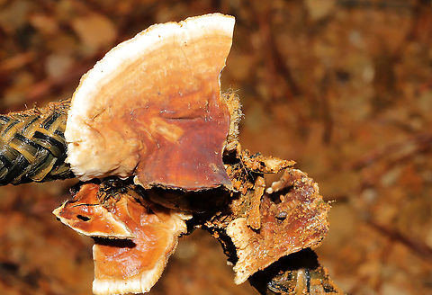 Stereum complicatum/Stereum hirsutum Group on an Abnormal Substrate Jason and I were outside tidying up around the camper, and I heard him calling my name from beside our shipping/storage container.  He found these fruiting bodies growing on a nylon rope. They were disturbed/broken a bit because he didn't realize they were there initially. There was no wood in the immediate vicinity (just soil/dirt), so we thought it was pretty interesting! Geotagged,Hairy Stereum,Stereum hirsutum,United States,Winter