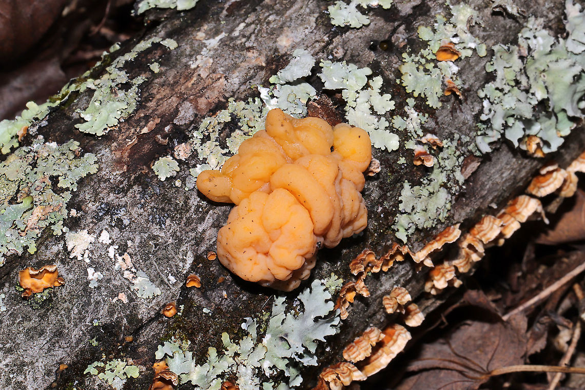 Naematelia sp. Growing on a fallen oak branch in a dense mixed forest. Specimen is fairly fresh (and less firm than previous older specimens I’ve handled). Stereum complicatum on branch.<br />
<br />
I previously thought this was Tremella encephala (that was the ID direction I was given, but I changed my mind after reading a few articles which stated that T. encephala has a preference for conifer). This species has a white core/interior much like T. encephala, so it is quite interesting!<br />
<figure class="photo"><a href="https://www.jungledragon.com/image/89463/naematelia_sp.html" title="Naematelia sp."><img src="https://s3.amazonaws.com/media.jungledragon.com/images/3231/89463_thumb.jpg?AWSAccessKeyId=05GMT0V3GWVNE7GGM1R2&Expires=1759968010&Signature=iflBEmGmYXJxqA%2Br3aU7ADR6rw4%3D" width="102" height="152" alt="Naematelia sp. Growing on a fallen oak branch in a dense mixed forest. Specimen is fairly fresh (and less firm than previous older specimens I’ve handled). Stereum complicatum on branch.<br />
<br />
I previously thought this was Tremella encephala (that was the ID direction I was given, but I changed my mind after reading a few articles which stated that T. encephala has a preference for conifer). This species has a white core/interior much like T. encephala, so it is quite interesting!<br />
https://www.jungledragon.com/image/89462/naematelia_sp.html<br />
<br />
This specimen is being sent out for further study (to an expert in Spain) this week! It is thought to be an undescribed species. I will update here once I hear any news!<br />
<br />
Check out my observation from last January (an older, firmer specimen):<br />
https://www.jungledragon.com/image/73338/naematelia_sp.html<br />
https://www.jungledragon.com/image/73339/naematelia_sp.html Geotagged,United States,Winter" /></a></figure><br />
<br />
This specimen is being sent out for further study (to an expert in Spain) this week! It is thought to be an undescribed species! I will update here once I hear any news!<br />
<br />
Check out my observation from last January (an older, firmer specimen):<br />
<figure class="photo"><a href="https://www.jungledragon.com/image/73338/naematelia_sp.html" title="Naematelia sp."><img src="https://s3.amazonaws.com/media.jungledragon.com/images/3231/73338_thumb.jpg?AWSAccessKeyId=05GMT0V3GWVNE7GGM1R2&Expires=1759968010&Signature=70DJuvn1Z%2FvomJ0WDLMpla2AH5A%3D" width="200" height="134" alt="Naematelia sp. Globular (lumpy) structures growing on a hardwood branch alongside Stereum sp. Texture is firm to slightly gelatinous. Interior is white.<br />
<br />
https://www.jungledragon.com/image/73339/unknown_jelly_fungus.html Geotagged,Tremella encephala,United States,Winter" /></a></figure><br />
<figure class="photo"><a href="https://www.jungledragon.com/image/73339/naematelia_sp.html" title="Naematelia sp."><img src="https://s3.amazonaws.com/media.jungledragon.com/images/3231/73339_thumb.jpg?AWSAccessKeyId=05GMT0V3GWVNE7GGM1R2&Expires=1759968010&Signature=s3DFrNsWMVaLf%2FobHK9VXfPIFjU%3D" width="200" height="134" alt="Naematelia sp. Globular (lumpy) structures growing on a hardwood branch alongside Stereum sp. Texture is firm to slightly gelatinous. Interior is white.<br />
<br />
https://www.jungledragon.com/image/73338/unknown_jelly_fungus.html Geotagged,Tremella encephala,United States,Winter" /></a></figure><br />
Geotagged,United States,Winter