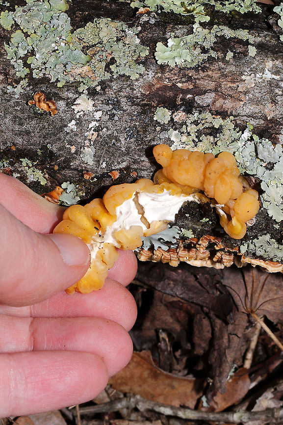 Naematelia sp. Growing on a fallen oak branch in a dense mixed forest. Specimen is fairly fresh (and less firm than previous older specimens I’ve handled). Stereum complicatum on branch.<br />
<br />
I previously thought this was Tremella encephala (that was the ID direction I was given, but I changed my mind after reading a few articles which stated that T. encephala has a preference for conifer). This species has a white core/interior much like T. encephala, so it is quite interesting!<br />
<figure class="photo"><a href="https://www.jungledragon.com/image/89462/naematelia_sp.html" title="Naematelia sp."><img src="https://s3.amazonaws.com/media.jungledragon.com/images/3231/89462_thumb.jpg?AWSAccessKeyId=05GMT0V3GWVNE7GGM1R2&Expires=1759968010&Signature=MK6nL4OnOlgRfewEIdwS3mt1bk8%3D" width="200" height="134" alt="Naematelia sp. Growing on a fallen oak branch in a dense mixed forest. Specimen is fairly fresh (and less firm than previous older specimens I’ve handled). Stereum complicatum on branch.<br />
<br />
I previously thought this was Tremella encephala (that was the ID direction I was given, but I changed my mind after reading a few articles which stated that T. encephala has a preference for conifer). This species has a white core/interior much like T. encephala, so it is quite interesting!<br />
https://www.jungledragon.com/image/89463/naematelia_sp.html<br />
<br />
This specimen is being sent out for further study (to an expert in Spain) this week! It is thought to be an undescribed species! I will update here once I hear any news!<br />
<br />
Check out my observation from last January (an older, firmer specimen):<br />
https://www.jungledragon.com/image/73338/naematelia_sp.html<br />
https://www.jungledragon.com/image/73339/naematelia_sp.html<br />
Geotagged,United States,Winter" /></a></figure><br />
<br />
This specimen is being sent out for further study (to an expert in Spain) this week! It is thought to be an undescribed species. I will update here once I hear any news!<br />
<br />
Check out my observation from last January (an older, firmer specimen):<br />
<figure class="photo"><a href="https://www.jungledragon.com/image/73338/naematelia_sp.html" title="Naematelia sp."><img src="https://s3.amazonaws.com/media.jungledragon.com/images/3231/73338_thumb.jpg?AWSAccessKeyId=05GMT0V3GWVNE7GGM1R2&Expires=1759968010&Signature=70DJuvn1Z%2FvomJ0WDLMpla2AH5A%3D" width="200" height="134" alt="Naematelia sp. Globular (lumpy) structures growing on a hardwood branch alongside Stereum sp. Texture is firm to slightly gelatinous. Interior is white.<br />
<br />
https://www.jungledragon.com/image/73339/unknown_jelly_fungus.html Geotagged,Tremella encephala,United States,Winter" /></a></figure><br />
<figure class="photo"><a href="https://www.jungledragon.com/image/73339/naematelia_sp.html" title="Naematelia sp."><img src="https://s3.amazonaws.com/media.jungledragon.com/images/3231/73339_thumb.jpg?AWSAccessKeyId=05GMT0V3GWVNE7GGM1R2&Expires=1759968010&Signature=s3DFrNsWMVaLf%2FobHK9VXfPIFjU%3D" width="200" height="134" alt="Naematelia sp. Globular (lumpy) structures growing on a hardwood branch alongside Stereum sp. Texture is firm to slightly gelatinous. Interior is white.<br />
<br />
https://www.jungledragon.com/image/73338/unknown_jelly_fungus.html Geotagged,Tremella encephala,United States,Winter" /></a></figure> Geotagged,United States,Winter