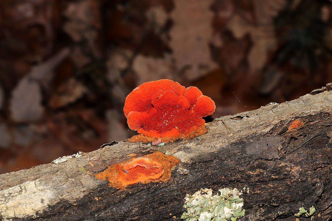Cinnabar-red Polypore (Trametes cinnabarina) Young, small polypore (along with resupinate form at lower left) growing on a fallen hardwood branch at the edge of a dense mixed forest.<br />
I&#039;m going to be double checking chemical reactions later on these just to be sure.<br />
<figure class="photo"><a href="https://www.jungledragon.com/image/89471/cinnabar-red_polypore_trametes_cinnabarina.html" title="Cinnabar-red Polypore (Trametes cinnabarina)"><img src="https://s3.amazonaws.com/media.jungledragon.com/images/3231/89471_thumb.jpg?AWSAccessKeyId=05GMT0V3GWVNE7GGM1R2&Expires=1769040010&Signature=ci5Rv5S%2FiBEYtq6TAcfoGzR8DQc%3D" width="102" height="152" alt="Cinnabar-red Polypore (Trametes cinnabarina) Young, small polypore (along with resupinate form at lower left) growing on a fallen hardwood branch at the edge of a dense mixed forest. Pilei are fuzzy and non-zonate (at least at this stage).<br />
<br />
I&#039;m going to be double checking chemical reactions later on these just to be sure. <br />
https://www.jungledragon.com/image/89470/cinnabar-red_polypore_trametes_cinnabarina.html Cinnabar-red Polypore,Geotagged,Trametes cinnabarina,United States,Winter" /></a></figure> Cinnabar-red Polypore,Geotagged,Trametes cinnabarina,United States,Winter