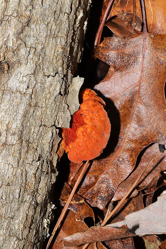 Cinnabar-red Polypore (Trametes cinnabarina) Young, small polypore (along with resupinate form at lower left) growing on a fallen hardwood branch at the edge of a dense mixed forest. Pilei are fuzzy and non-zonate (at least at this stage).<br />
<br />
I&#039;m going to be double checking chemical reactions later on these just to be sure. <br />
<figure class="photo"><a href="https://www.jungledragon.com/image/89470/cinnabar-red_polypore_trametes_cinnabarina.html" title="Cinnabar-red Polypore (Trametes cinnabarina)"><img src="https://s3.amazonaws.com/media.jungledragon.com/images/3231/89470_thumb.jpg?AWSAccessKeyId=05GMT0V3GWVNE7GGM1R2&Expires=1769040010&Signature=YBMk8nZcHtlaEbV3ymN8KN%2FtQGI%3D" width="200" height="134" alt="Cinnabar-red Polypore (Trametes cinnabarina) Young, small polypore (along with resupinate form at lower left) growing on a fallen hardwood branch at the edge of a dense mixed forest.<br />
I&#039;m going to be double checking chemical reactions later on these just to be sure.<br />
https://www.jungledragon.com/image/89471/cinnabar-red_polypore_trametes_cinnabarina.html Cinnabar-red Polypore,Geotagged,Trametes cinnabarina,United States,Winter" /></a></figure> Cinnabar-red Polypore,Geotagged,Trametes cinnabarina,United States,Winter