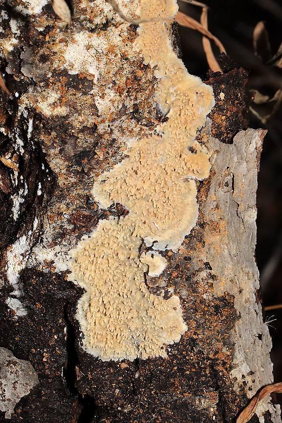Unidentified Dentate Crust Fungus Growing on rotting a rotting/fallen branch (non-conifer) in a dense mixed forest in Gordon County, Georgia, US. January 28, 2020. Dacryobolus sudans? Basidioradulum radula? Not sure if I can get anywhere without scoping. Geotagged,United States,Winter