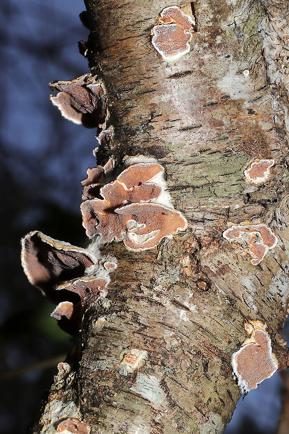 Bicoloured Bracket (Gloeoporus dichrous) Growing on hardwood at the edge of a forest trail.  Bi-Colored Bracket,Geotagged,Gloeoporus dichrous,United States,Winter